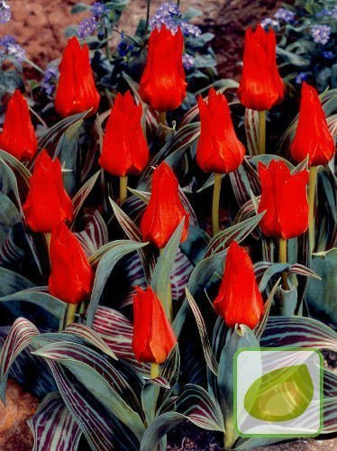 Tulipan Red Riding Hood