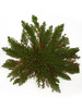 Widliczka Łuskowata / Róża Jerychońska (Selaginella lepidophylla) 1 szt.