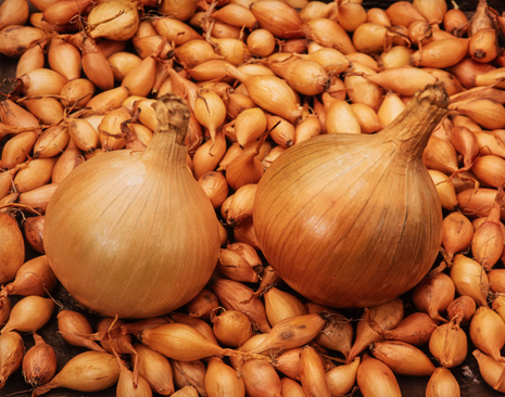 Cebula Dymka (Allium) 'Sturon' 500g