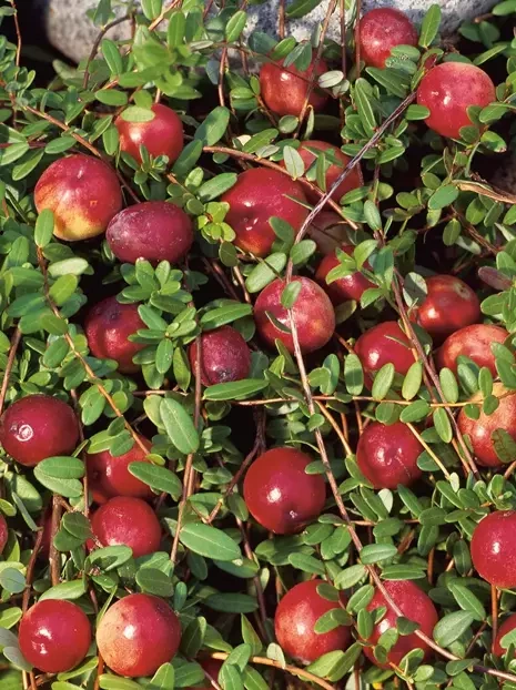 Żurawina (Vaccinium) Pilgrim - Krzew Owocowy