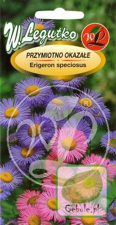 Nasiona Przymiotno Karwińskiego - Stokrotka Hiszp.