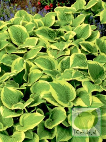 Funkia (Hosta) Shade Fanfare