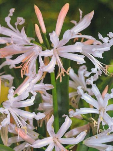 Nerina (Nerine) Stephanie