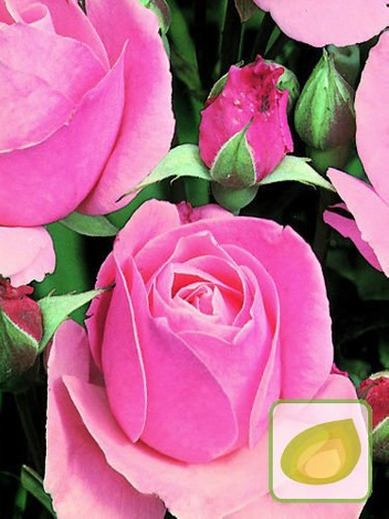 Zestaw Róże Wielkokwiatowe KOLORY