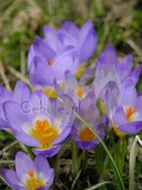 Krokus Firefly 5/6 .