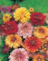 Nasiona Złocień Ogrodowy Mix - Chrysanthemum