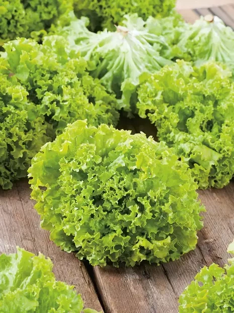 Nasiona Sałata Lollo Bionda