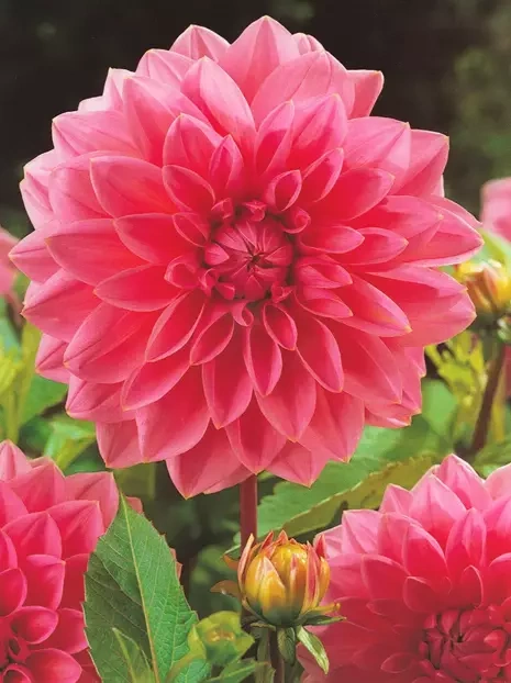 Dalia (Dahlia) 'Lucky Number' 1 szt.