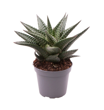 Haworsja Limifolia (Haworthiopsis limifolia)