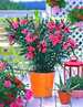 Oleander w Doniczce 50 cm Wysokości