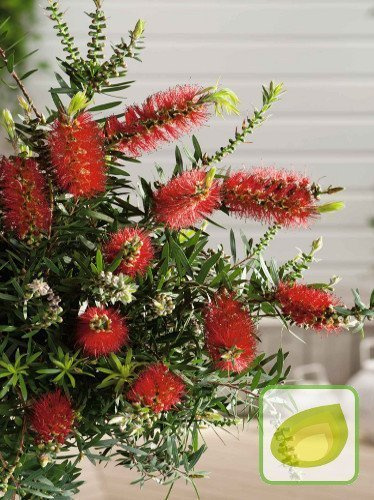 Nasiona Kuflik Cytrynowy - Callistemon Citrinus