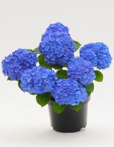 Hortensja Niebieska Wielkie Sadzonki - 60 cm Wysokości