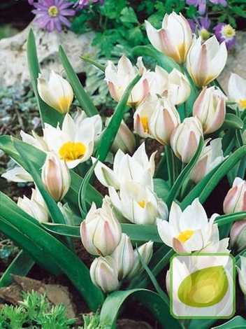 Zestaw Tulipany Botaniczne 3