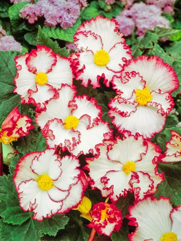 Begonia (Begonia) 'Crispa Marginata' Biało-Czerwona 1 szt.