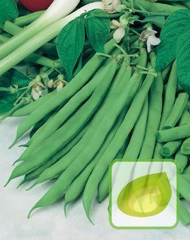 Nasiona Fasola Szparagowa Karłowa Zielona Saxa