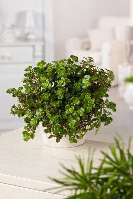 Rozchodnik 'Tornado' (Sedum makinoi)