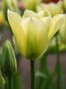Tulipan Viridiflora (Tulipa) 'Spring green' 5 szt.