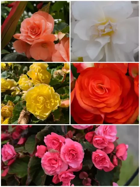 Zestaw Begonie Pełne