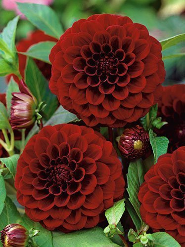 Dalia (Dahlia) 'Black Diamond'