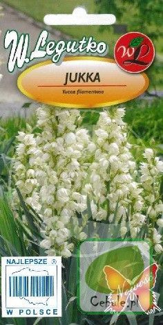 Nasiona Juka Ogrodowa - Jukka Filamentosa