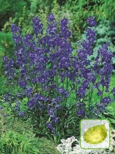 Ostróżka (Delphinium) Atlantis