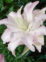 Lilia (Lilium) 'Blushing Girl'