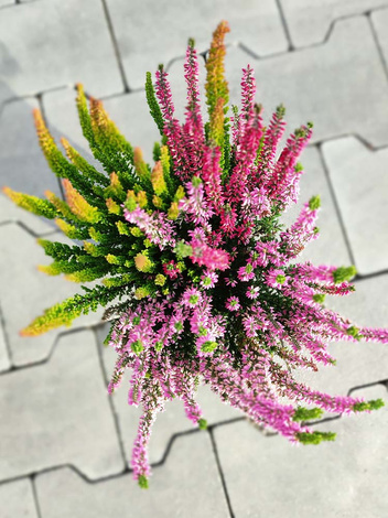 Duży Wrzos Trzykolorowy w doniczce (Calluna Vulgaris Tricolor)