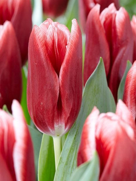 Tulipan Triumph (Tulipa) 'Vampire' 5 szt.