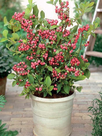 Borówka Amerykańska 'Pink Lemonade'