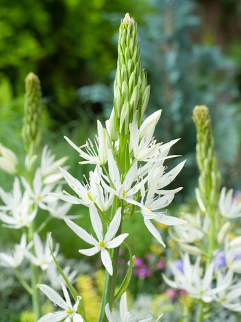 Kamasja (Camassia) 'Leichtlinii Alba' 2 szt.