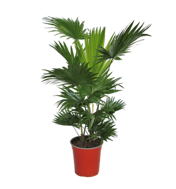 Liwistona okrągłolistna / Palma Liwistona (Saribus rotundifolius)