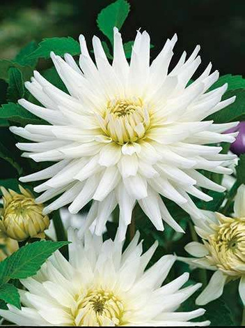Dalia (Dahlia) 'My Love'