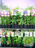 Bluszcz (Hedera) Thorndale