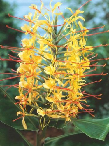 Wianecznik Gardnera (Hedychium) Gardnerianum