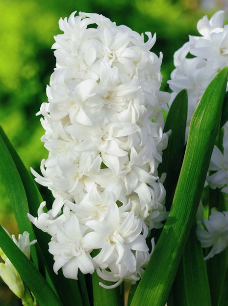 Hiacynt (Hyacinthus) Snow Crystal