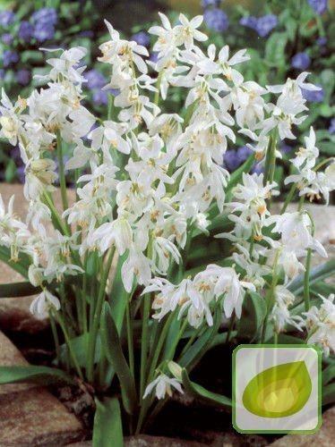 Scilla Siberica Alba