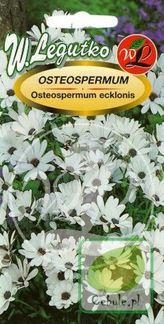 Nasiona Osteospermum Białe Z Fioletowym Okiem