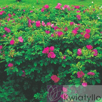Róża Pomarszczona (Rosa rugosa) - Krzew Ozdobny