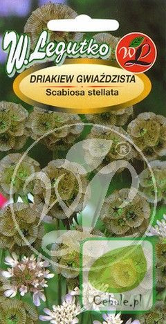 Nasiona Driakiew Gwiaździsta - Scabiosa Stella