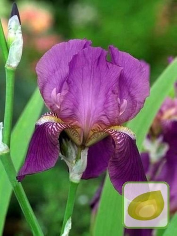 Zestaw Kosaćce Holenderskie