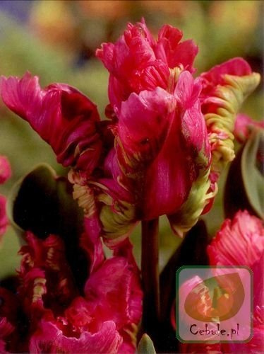 Tulipan RAI 11/12