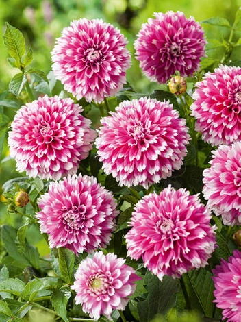 Dalia (Dahlia) 'Fuzzy Wuzzy'