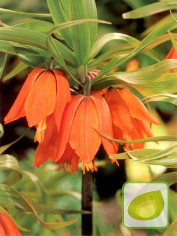 Zestaw Dostojne Szachownice