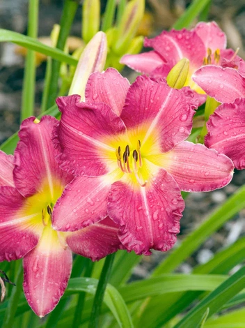 Liliowiec (Hemerocallis) 'Romantic Rose'