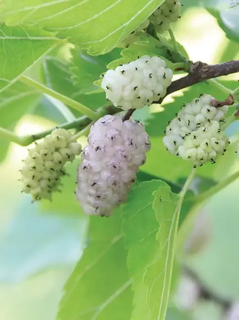 Morwa biała (Morus L) Morus alba