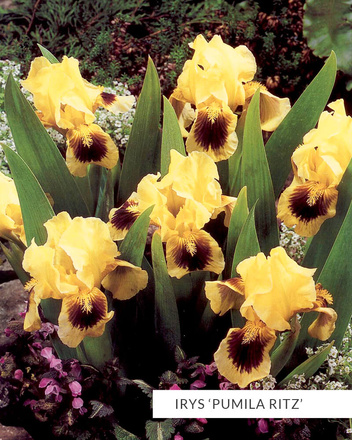 Zestaw Kosaćce 'Pumila'