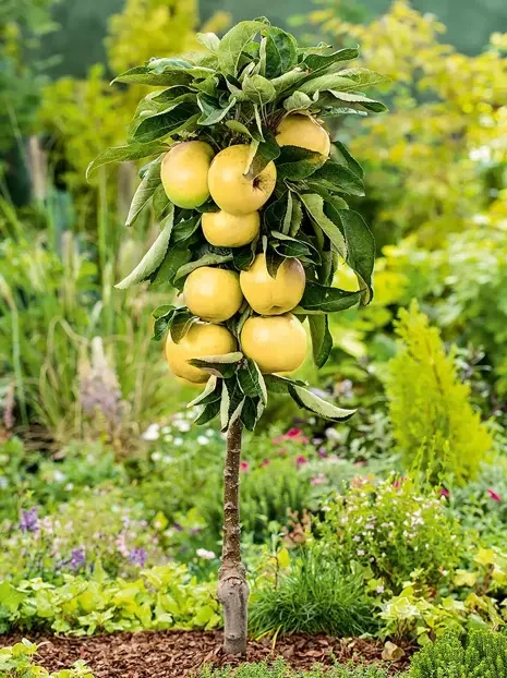 Jabłoń kolumnowa 'Sirius'