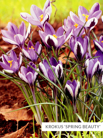 Zestaw Ekskluzywne Krokusy Botaniczne 25 szt.