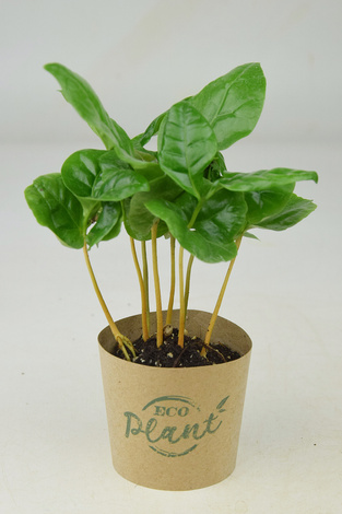 Kawowiec (Coffea Arabica)