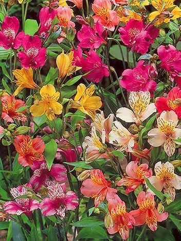 Alstremeria (Alstroemeria) Mix 5 szt.